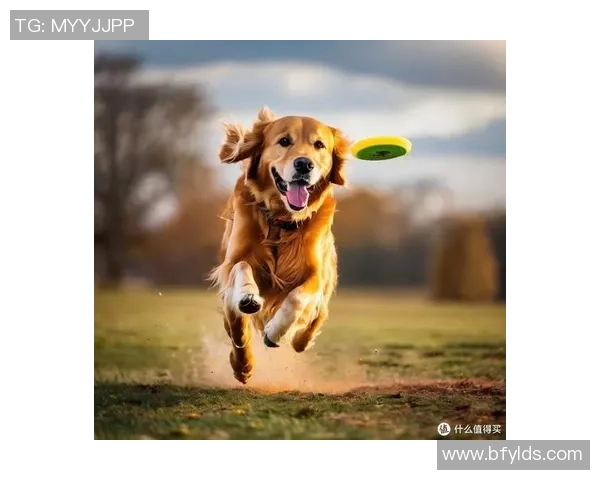 飞盘人生的追逐与梦想：吴伟的成长与坚持之路